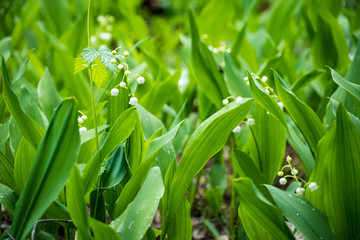 Lily of the valley in the forest. Closeup of lily of the valley in the forest