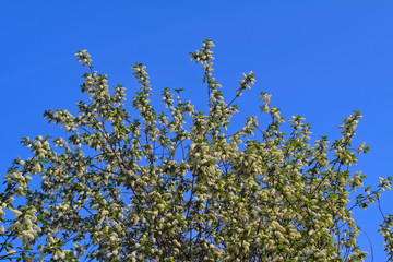 Blooming branches of the apple tree on the background of the blue sky soft focus.