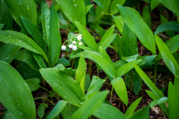 Fototapeta na wymiar Lily of the valley in the forest. Closeup of lily of the valley in the forest
