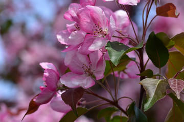 Pinkish white spring flowers of fruit tree - garden decorative apple tree close up