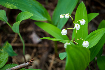 Lily of the valley in the forest. Closeup of lily of the valley in the forest