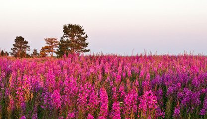 The field of flowers Ivan tea kiptey