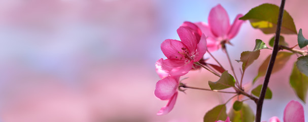 Pastel banner with inflorescence of spring flowers delicate pink apple and negative space