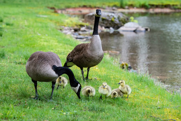 Little fuzzy Canada Goose chicks take a lesson from mom.