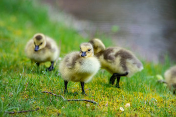 Little downy Canada Goose goslings learning how to feed.