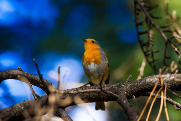 Cute little bird Robin. Nature habitat background.