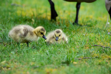 Little downy Canada Goose goslings learning how to feed.