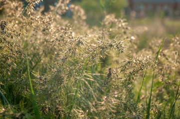 spring grass in a field at sunset