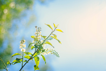 Blooming bird-cherry tree 	