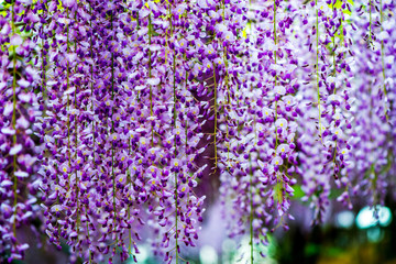 小倉の池のフジ