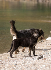 Family of stray dogs enjoying the summer. Between lakes, mountains and forests.