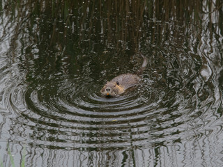 wild coypu swimming in dark tranquil water of marsh