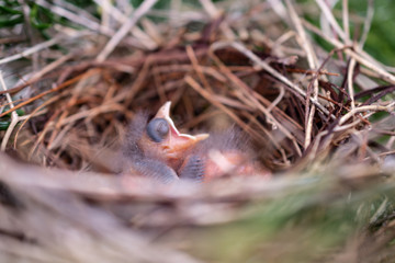 Obraz premium Baby birds 