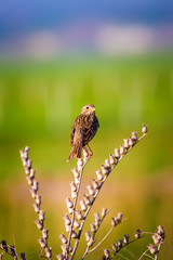 Nature and bird. Cute littie bird. Colorful nature background.