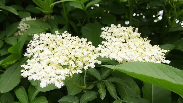 White and yellow blossoming European Elderberry in the spring. Closeup of European elder flowers on the bush in forest. Sambucus nigra is commonly used in herbal medicine. 