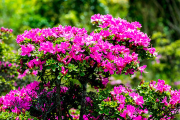 経塚山のミヤマキリシマ