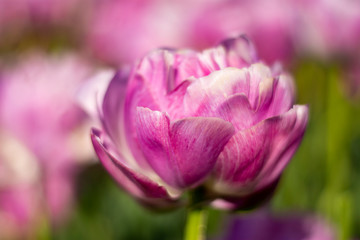 Fototapeta na wymiar Purple and White Double Tulip Flower with blurred purple, white, and green background horizontal