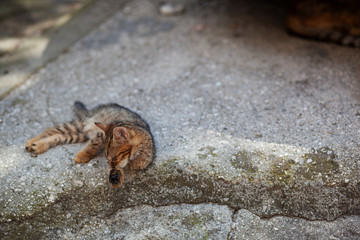 Cat sitting near the old walls of the house
