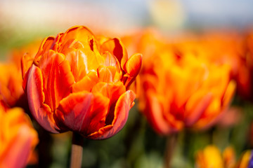 Orange Double Tulips with blurred background horizontal