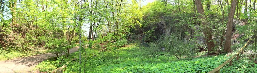 Highly detailed natural forest landscape in a high resolution panorama seen in nothern europe