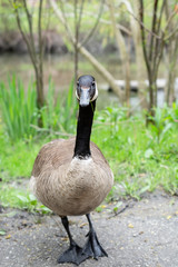 canada goose