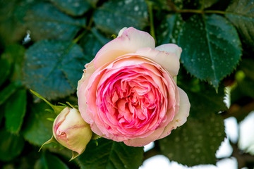 小倉の池のバラ