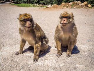 Macaca Sylvanus Berber Monkeys in Morocco