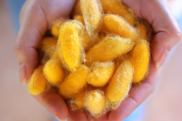 yellow silkworm cocoons in woman hands