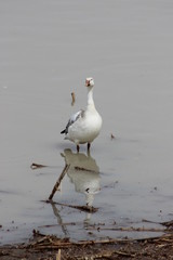 Single Snow Goose in Spring