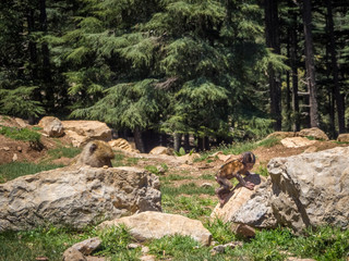 Macaca Sylvanus Berber Monkeys in Morocco