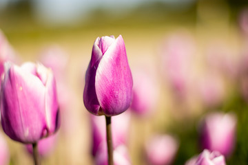 Purple and White Tulip Flower with blurred green and purple background