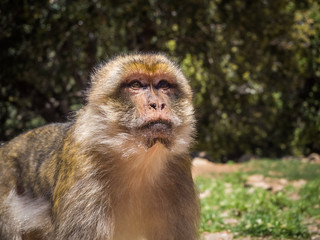 Macaca Sylvanus Berber Monkey in Morocco