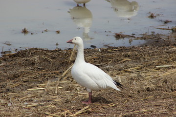Single Snow Goose in Spring