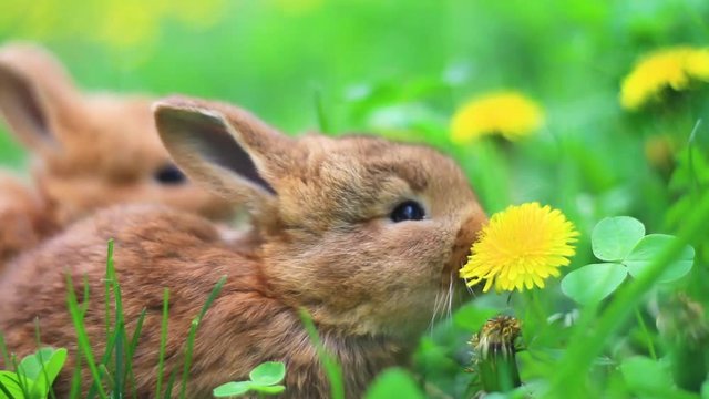 red rabbits eat dandelions in the grass