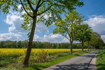 Strasse mit Rapsfeld und Baeumen