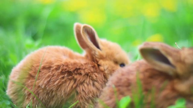 red rabbits eat grass in the thickets of dandelions