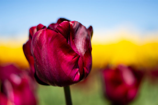 Dark wine red Tulip Flower with blurred yellow, green, and blue sky background horizontal