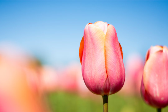 Pink tulip flower with pink, green, and blue sky blurred background horizontal