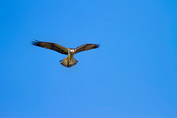 Wild bird Osprey. Osprey flying. BLue sky Background. Eagle: Western Osprey Pandion haliaetus.