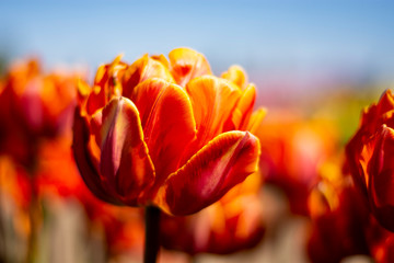 Orange Double Tulip Flower with blue sky and blurred orange background horizontal