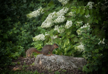 squirrel on rock
