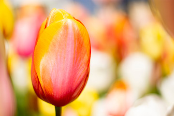 Orange and Pink Tulip with blurred background of white pink blue green orange
