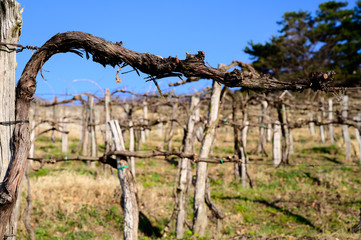 Pruned vines in early spring in vineyard