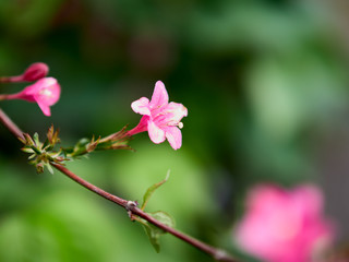 Obraz premium pink flower