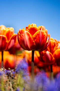 Orange Double Tulip Flower with blue sky and blurred orange and blue background vertical