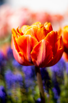 Orange Double Tulip Flower with blue, green, pink, and white blurred background and foreground