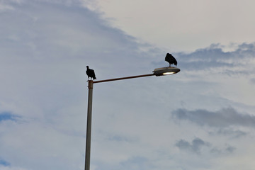 two crows at the top of a pole, following the rules of the thirds
