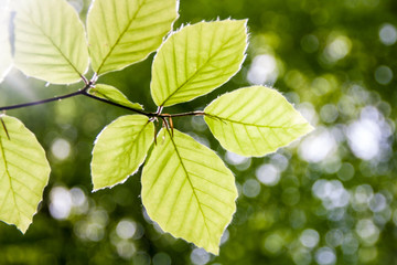 Close up of natural green leaves. Beautiful tree background