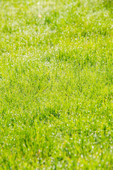 Rasen mit Tautropfen