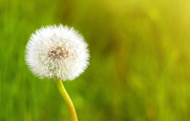 Dandelion flower close up against vivid summer grass background.